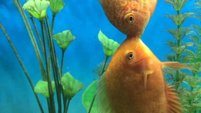 Two males divide territory. Orange fish among the bubbles in the aquarium. Cichlasoma severum, cichlid.
