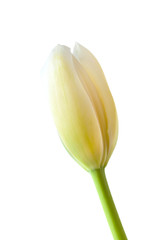 single tulip flower