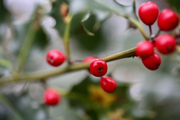 red berries on the branch