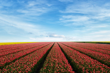 Fototapeta na wymiar tulip field rows