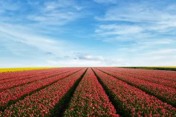 Crédence de cuisine en verre imprimé Tulipe tulip field rows
