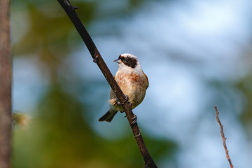 Penduline Tit (Remiz pendulinus).