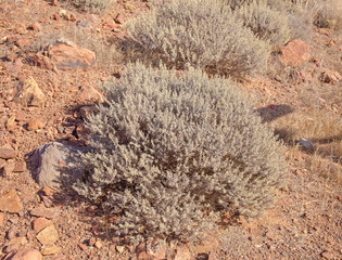 flora of Gran Canaria - Artemisia ramosa