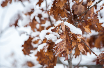 Yellow dead dry leaves of old Oak tree (Plantae Quercus) covered with snow in the winter season background image selective focus 