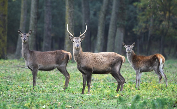 Red deer in Mesola Park, Ferrara, Italy