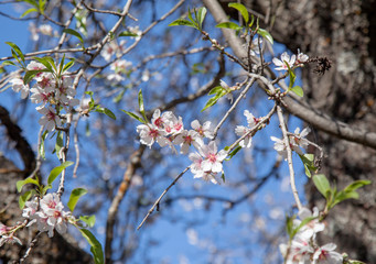 flowering almonds background