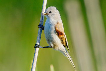Penduline Tit (Remiz pendulinus).