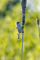 Penduline Tit (Remiz pendulinus).