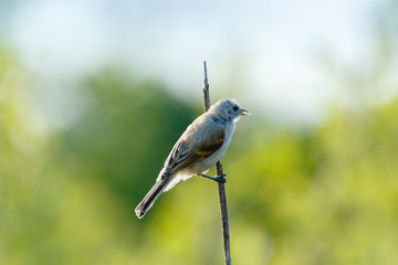 Penduline Tit (Remiz pendulinus).