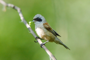 Penduline Tit (Remiz pendulinus).