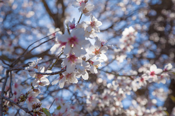 flowering almonds background