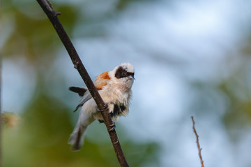 Penduline Tit (Remiz pendulinus).