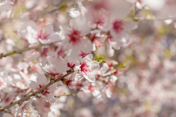 flowering almonds background