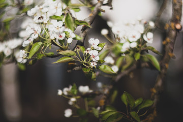 Cherry blossom in spring garden