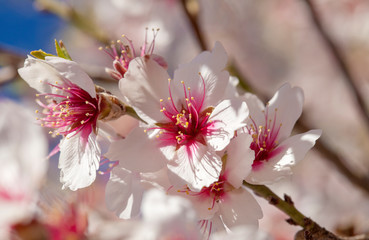 flowering almonds background