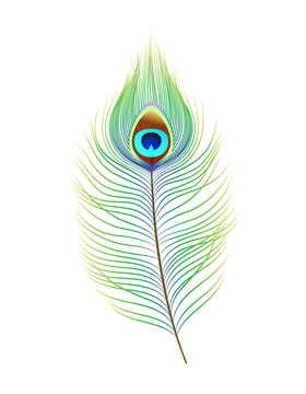 Peacock feather, realistic vector illustration. Decor element for design