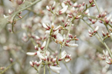 flora of Gran Canaria - white retama