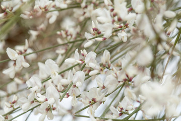 flora of Gran Canaria - white retama