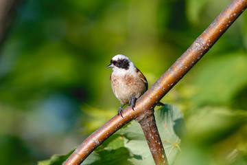 Penduline Tit (Remiz pendulinus).