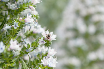 flora of Gran Canaria -  Echium decaisnei