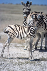 Fototapeta na wymiar Plains Zebra (Equus burchellii), Africa, Namibia, Oshikoto, Etosha National Park