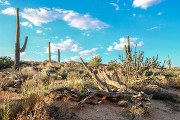 Dead tree along a trail at Brown’s Ranch in the Scottsdale McDowell Sonoran Preserve