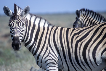 Plains Zebra (Equus burchellii), Africa, Namibia, Oshikoto, Etosha National Park
