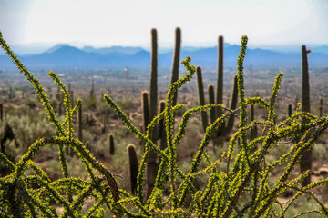 Fototapeta na wymiar Ocotillo and Saguaros in North Scottsdale Arizona