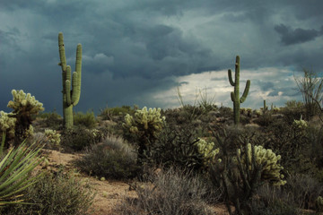 Saguaros on a stormy day in North Scottsdale Arizona