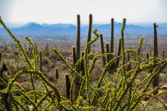 Ocotillo and Saguaros in North Scottsdale Arizona © DCA88