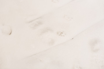 Footprints of a dog on the snow close-up, background, texture