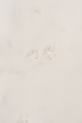 Footprints of a dog on the snow close-up, background, texture