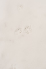 Footprints of a dog on the snow close-up, background, texture