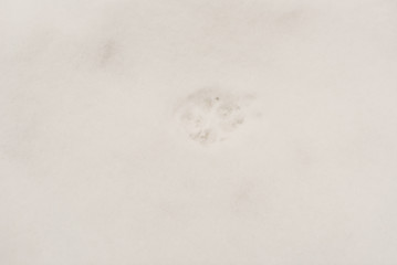 Footprints of a dog on the snow close-up, background, texture