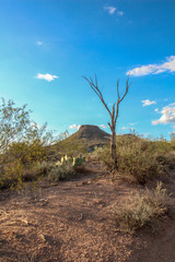 Fototapeta premium Dead tree and maountain at Brown's Ranch hiking trail in Scottsdale Arizona
