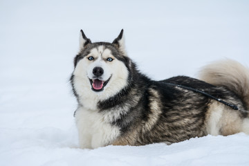 Cute Siberian husky is playing outdoors, in the snow