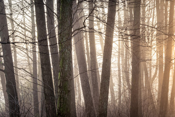 Foggy Morning and misty woodland in gothenburg Sweden