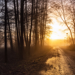 A road through misty woodland in gothenburg Sweden with golden light from sun