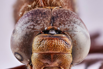 Closeup macro detailed eyes of dragonfly Pantala flavescens on white background. Macro stacking image