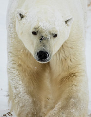 Fototapeta na wymiar Polar bear in Churchill, Canada