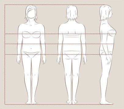 Female body lines and proportions for sewing