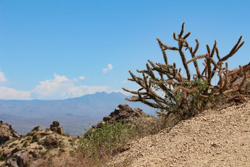 Cholla Cactus with view of 4 peaks