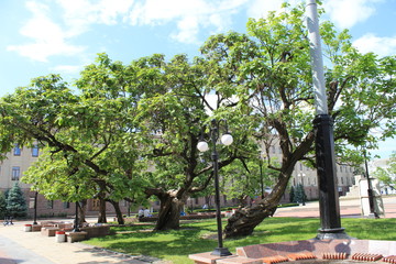 tree in the park