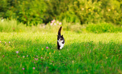 Obraz na płótnie Canvas portrait of a cute cat walking on a lush green meadow on a warm spring day among the flowers of fragrant pink clover