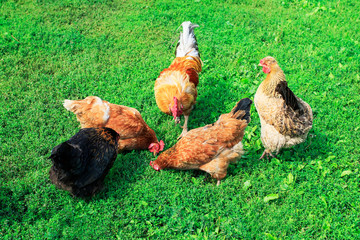 top view of poultry chickens roosters walking on the lush green grass in the yard of the farm in the summer