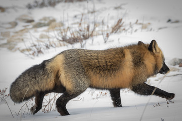 Red fox in the snow, Canada