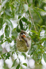 Penduline Tit (Remiz pendulinus).