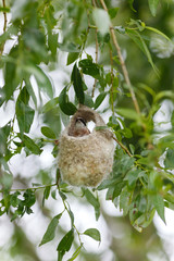 Penduline Tit (Remiz pendulinus).