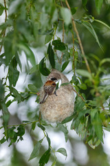 Penduline Tit (Remiz pendulinus).