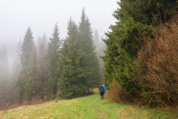 Obraz premium Foggy, spring forest with tall trees in the Ukrainian Carpathian Mountains.
